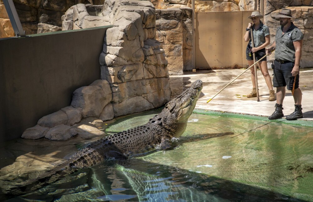 <b>690 KG:</b> Krokodillen Houdini blir matet av to krokodillepassere ved Crocosaurus Cove. I teorien kan beistet på veldig kort tid svelge mannen med fisken, eller jenta, men fordi den er mett og trygg, har den ikke gjort det enda. Men hva fremtiden bringer vet man aldri – og i hvert fall ikke når det gjelder krokodiller.