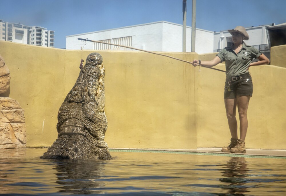 <b>FILMSTJERNE:</b> Burt, en 80 år og 5, 1 meter lang krokodille, er faktisk en gammel filmstjerne. Han var med i den første Crocodile Dundee filmen i 1986. Her blir han matet i Crocosaurus Cove, hvor han har bodd i mange år.