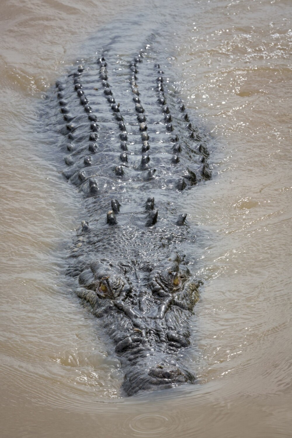 <b>SULTEN:</b> En svær australsk saltvannskrokodille i Adelaide River. En mann ble drept av en slik i 2014, da han fisket i elva. Jeg hadde ikke stilt meg opp ved elvebredden med stanga i denne elva.