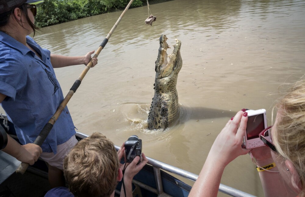 <b>UVANLIG TURISTATTRAKSJON:</b> Turister sitter få meter fra en fem meter lang krokodille og fotograferer idet krokodillen hopper etter et stykke rått kjøtt. Mellom dyret og turistene, er det ikke så mye som et plastduk. – Det er jo det som gjør dette så spennende, du kan faktisk bli spist, fortalte kapteinen.