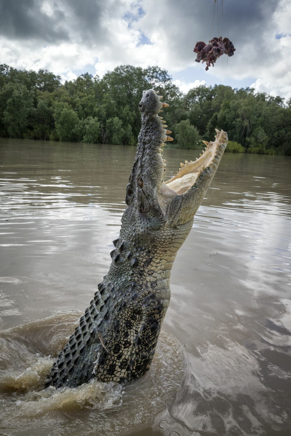 <b>ENORME KREFTER:</b> En av de hoppende krokodillene i Adelaide river klarer å skyte halve kroppen over vannet for å få tak i det rå kjøttet.