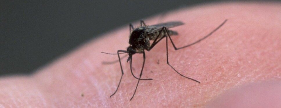 <b>MYGGMYTER:</b> Nei, det finnes ingen dokumentasjon på at myggen går etter «søtt» blod eller en bestemt blodtype.