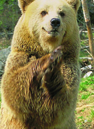 <b>BJØRNEMØTE:</b> Møter du bjørn og den går opp på to bein, betyr det ikke nødvendigvis at den er aggressiv.