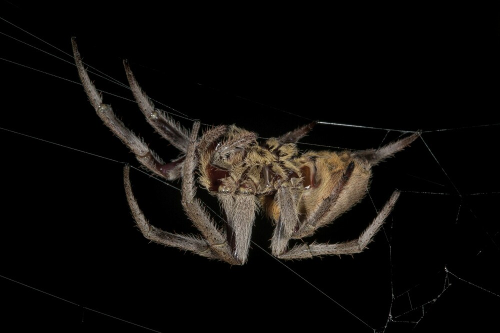 <b>KNYTTNEVE:</b> <br/>Edderkoppene i dette området er store som voksne knyttnever. Men det er de små som oftest er de farlige.