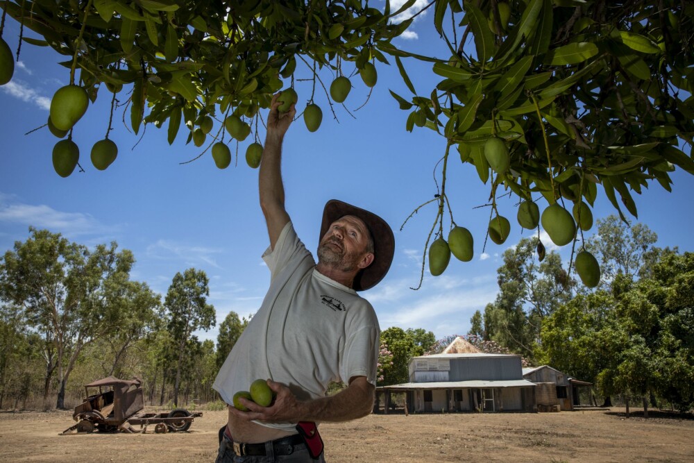 <b>PLUKKER MANGO:</b> Roy plukker mango fra et enormt mangotre ved Old Laura Homested. Her bodde det folk frem til 1966, men nå er det øde og forlatt og kun noen få bygninger og en gammel bil står igjen og vitner om hva som engang var.