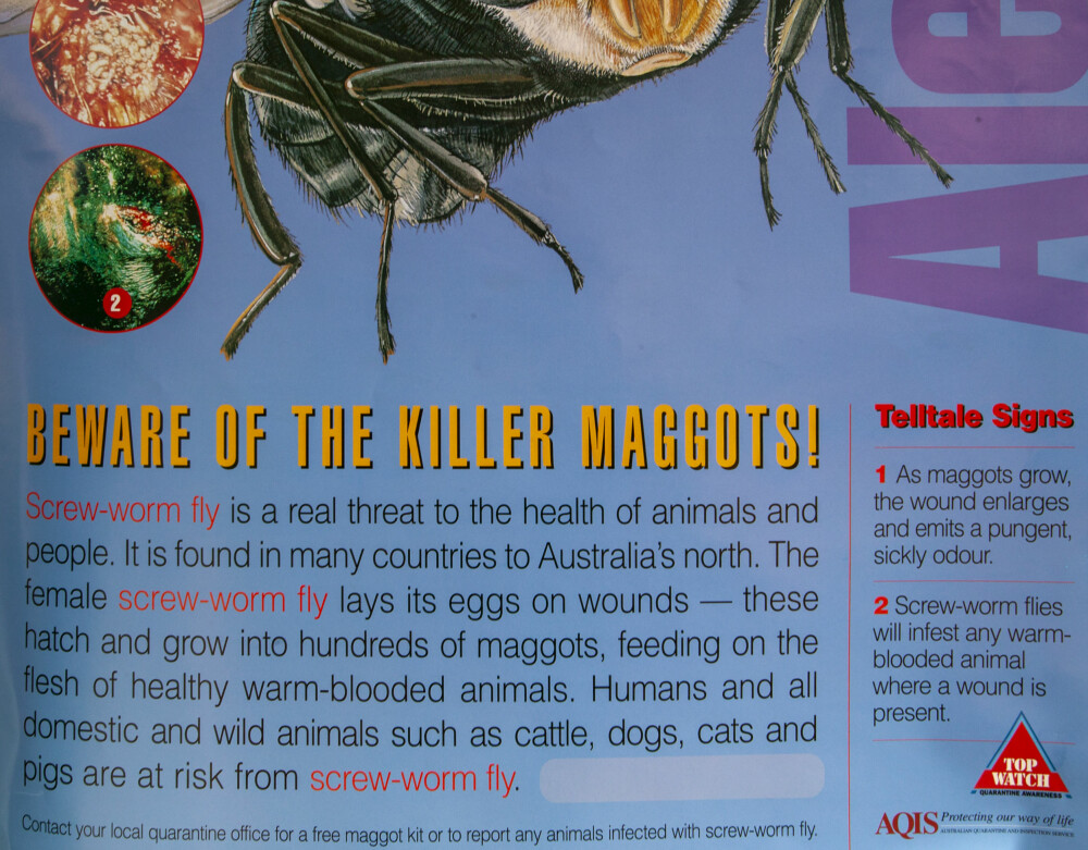 <b>ADVARER:</b> Flere steder i bushen står det skilt som advarer mot «killer maggots» (døds marker) og deres mor; «Screw-worm flua».