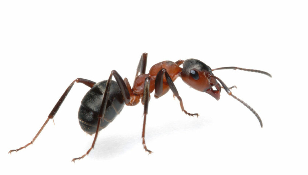 <b>SYN:</b> Hvor godt ser egentlig en maur?