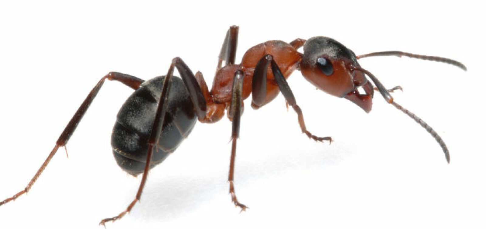 <b>FAKTA OM MAUREN:</b> Vår oppfatning av mauren som en arbeidssom og moralsk karakter, stemmer dårlig med virkeligheten.