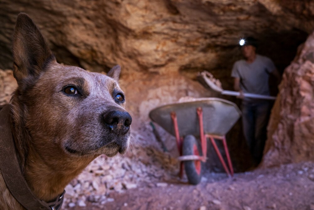 <b>MAKKER:</b> Kip, hunden til Rusty er alltid med Rusty på jobb og er godt selskap i den ensomme jakten på opaler. 