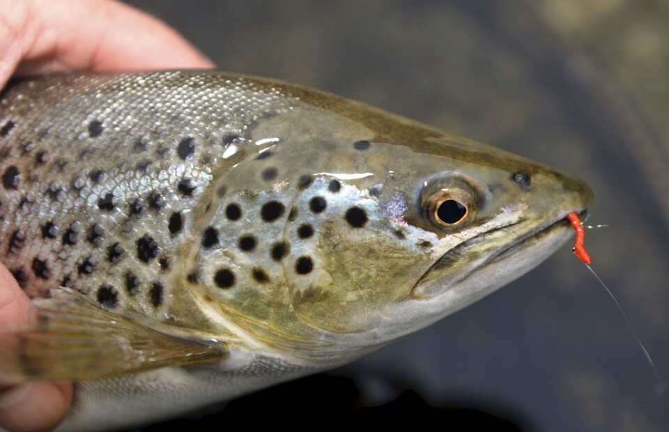 ØRRETFANGER: Det er selvfølgelig ikke bare røya som lar seg lokke av disse kreasjonene.