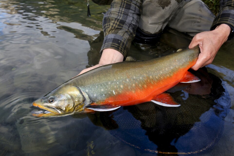 ET FLOTT EKSEMPLAR: Røya fikk friheten tilbake.