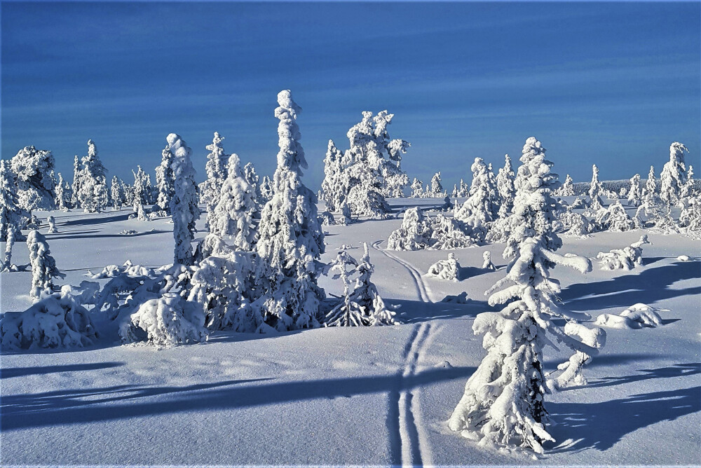<b>VINTEREVENTYR:</b> Hedmarksvidda er et eventyr i vinterdrakt. Det er noe trolsk og magisk ved trærne når de er dekket av snø. 