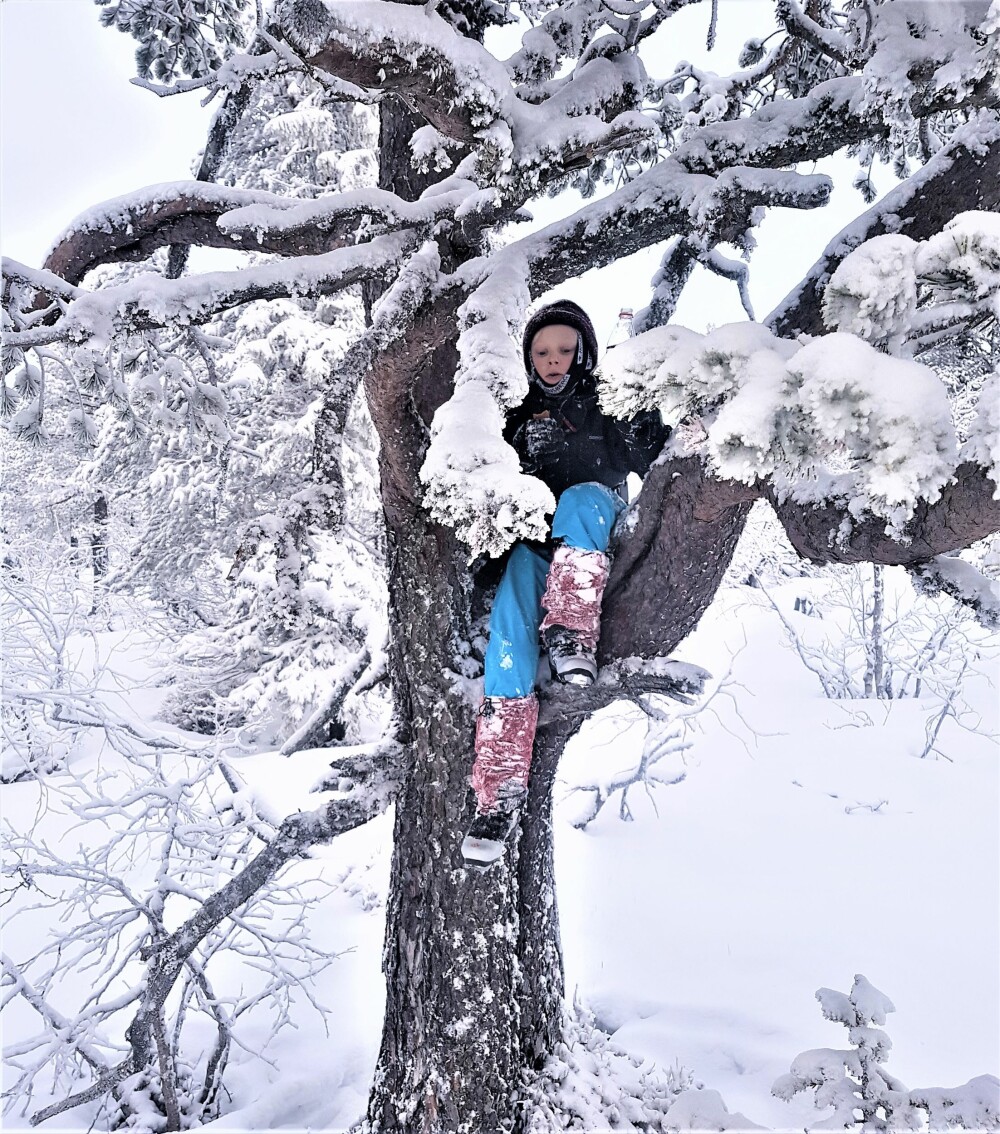 <b>UTFORSKENDE:</b> Å klatre i trærne er en spennende syssel, som det er gode muligheter til å utforske på Hedmarksvidda. 