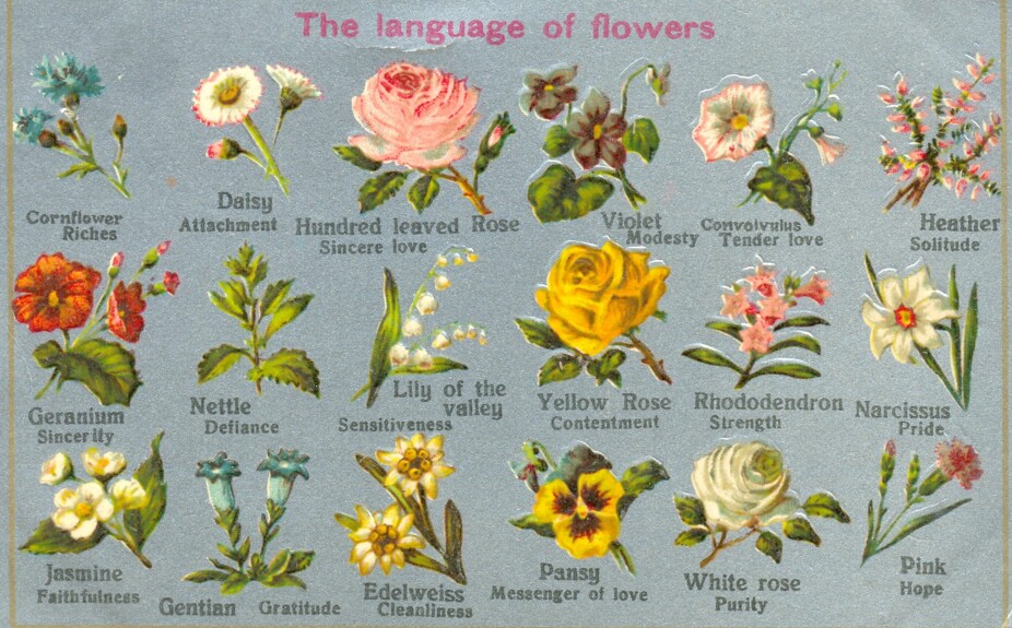 BLOMSTERSPRÅK: Denne oversikten fra et postkort datert rundt 1905, viser en blomsteroversikt og symbolikken og følelsene knyttet til dem.