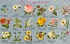 Blomster Symbolikk () Blomster Symbolikk