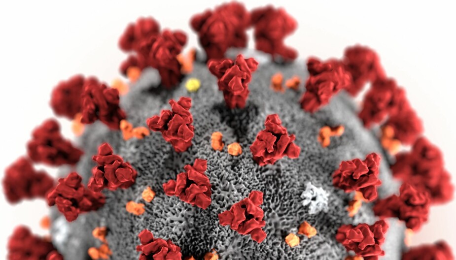 <b>Korona-viruset: </b>En enorm forskningsinnsats er satt i gang for å ta knekken på dette viruset. Det er de røde "spikerne" rundt om på skallet på viruset som gjør at det kan koble seg menneskelige celler og smitte oss.