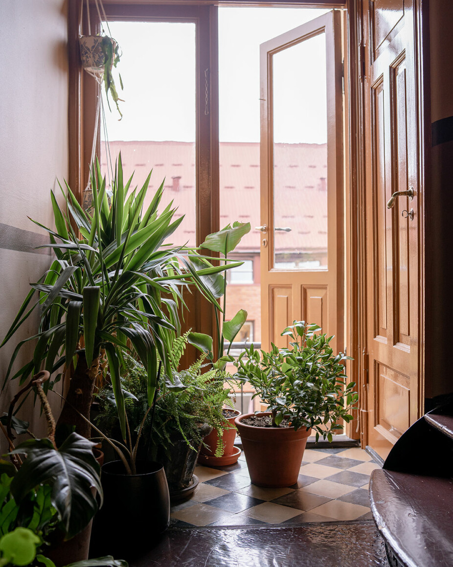 VINTEROPPLAG*: Plantene fra takterrassen får plass i bygårdens trappeoppgang om vinteren.