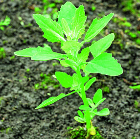 Meldestokk/Chenopodium: Ettårig ugras som spirer nær sagt over alt der det er bar jord, ofte i nysådd plen. Foretrekker næringsrik jord med lite kalk. Dør ut om plantene ikke rekker å sette frø.