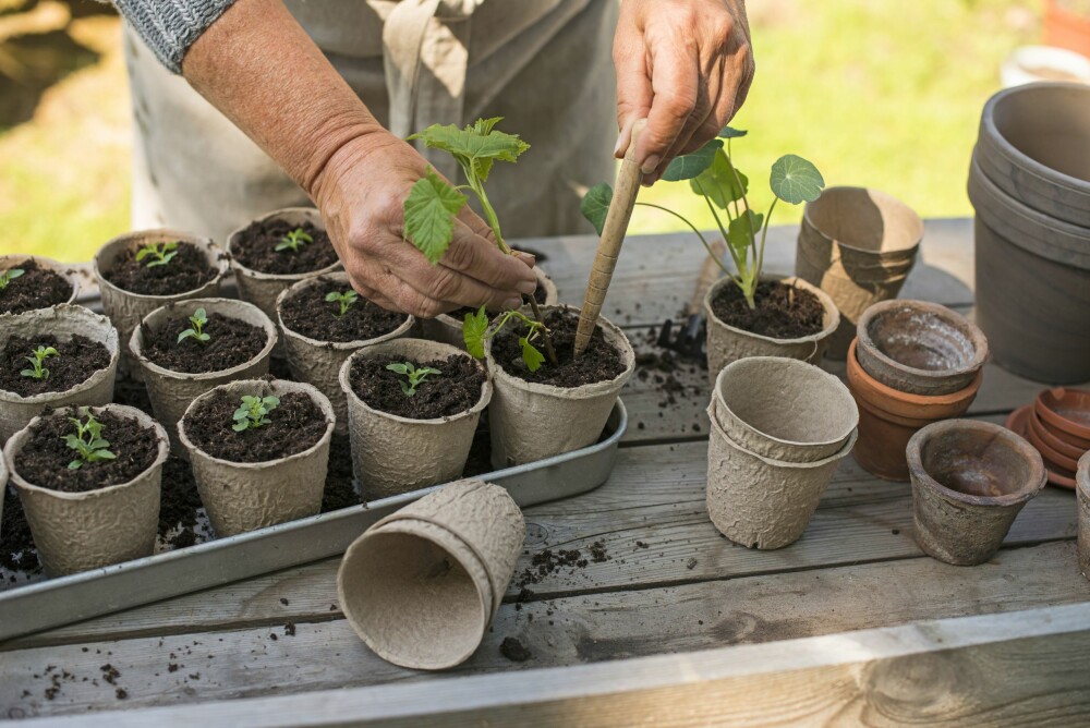 DELE PLANTER: Planteformering deles inn i vegetative og generative metoder. Vegetativ formering er ved hjelp av deling.