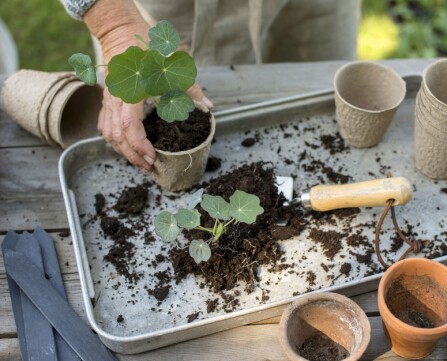 Også stiklinger kan godt plantes i potter som siden kan settes rett ned i jorden. Der blir de til kompost og mat for planten ettersom den vokser.