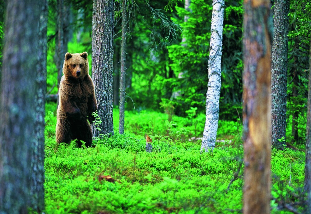 <b>PÅ TO:</b> En bjørn på to er ikke aggressiv; den vil bare ha oversikt.