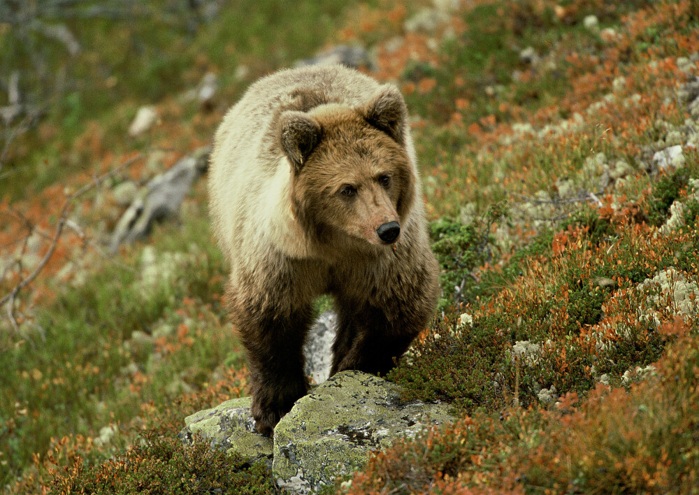 <b>SKINNANGREP: </b>Kommer bjørnen rusende mot deg, kan det være et skinnangrep der den prøver å skremme deg.