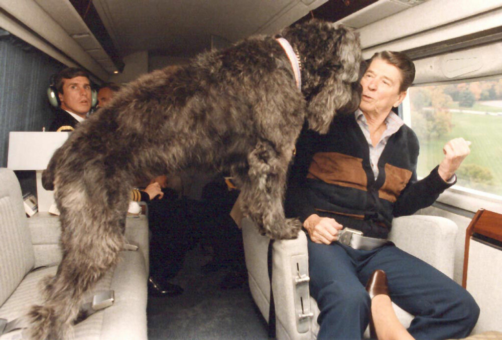<b>FLYGAL HUND:</b> Lucky, hunden til Ronald Reagan elsket å fly Marine One. Da visste det at den skulle på weekend på landstedet Camp David. Etter hvert ble Lucky for stor for Det hvite hus og måtte omplasseres til ranchen i California.