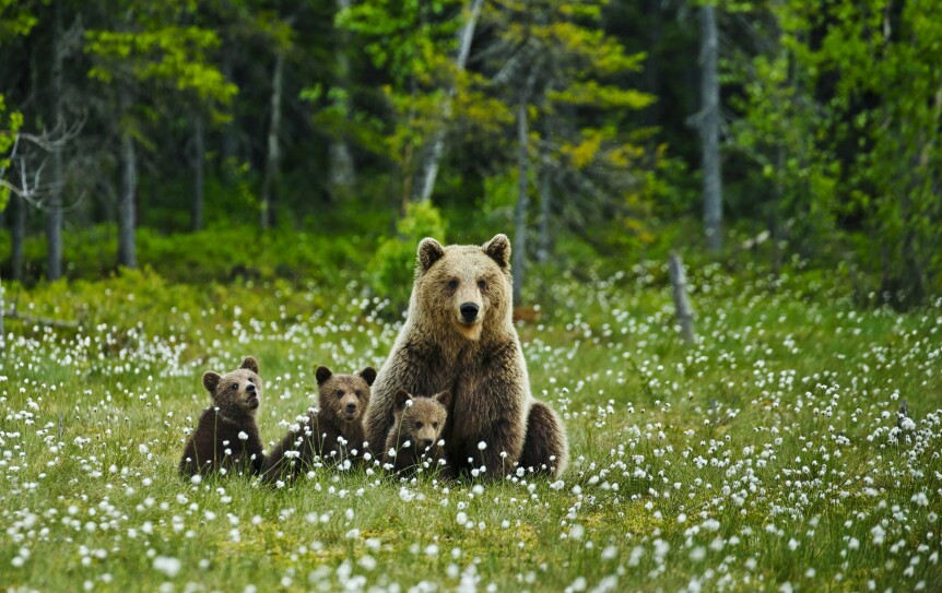 BINNE MED TRILLINGER: En binne med bjørnunger bør man holde seg unna. I de fleste tilfeller vil bjørnen gjemme seg for deg.
