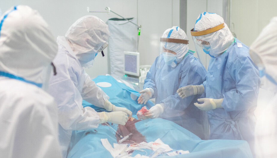 ECMO: Helsepersonell utfører en ECMO-behandling på intensivavdelingen på Hospitalet del Llobregat, nær Barcelona den 9. april. (Photo by )