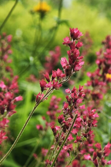 HUMLE-FAVORITT; I stau­de­be­det står blant an­net en type alun­rot (Heuchera) som blomst­rer i rød­li­ge ny­an­ser og er hyp­pig be­søkt av hum­le­ne.