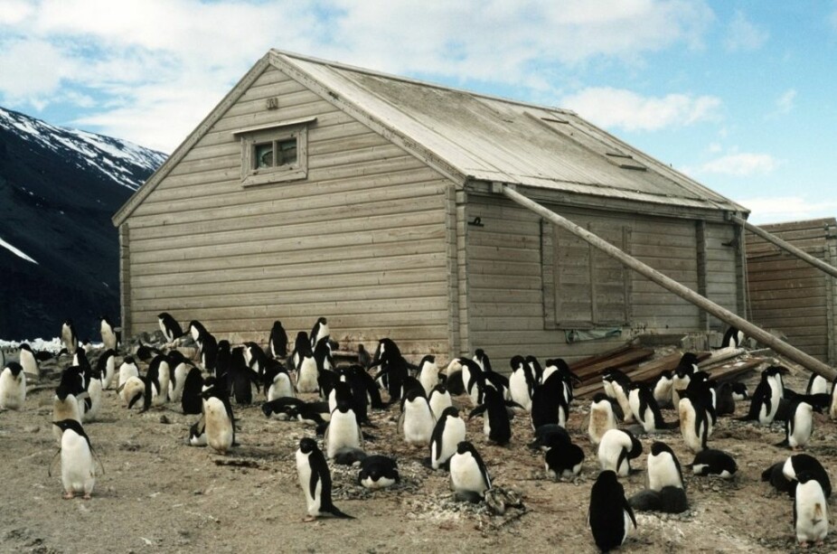 <b>HYTTE I SYDEN:</b> Carsten E. Borchgrevinks hytte på Kappe Adare ved Rosshavet var det første bygg reist i Antarktis. Ferdighytta fra Strømmen Trævarefabrik har holdt seg forbløffende godt med tusenvis av pingviner som naboer.
