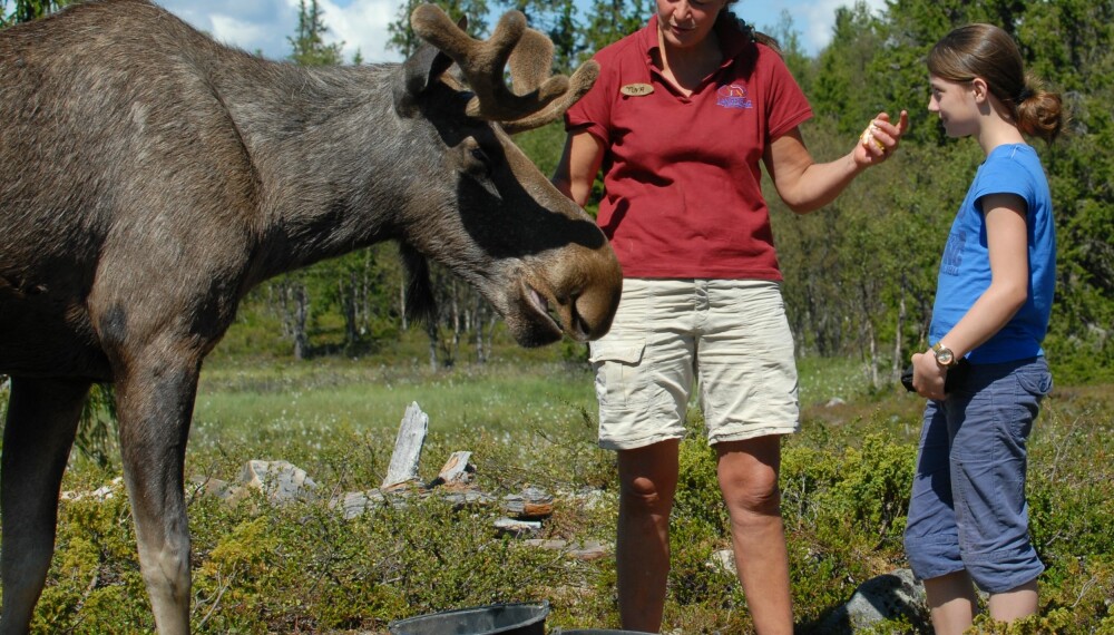 MØT SKOGENS KONGE: I Langedrag naturpark kan du møte flere av våre store, ville dyr, som for eksempel elgen.