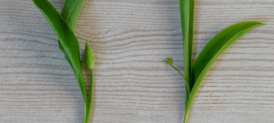 Den ene kan sende deg rett på sykehus: Ser du forskjellen på disse plantene?