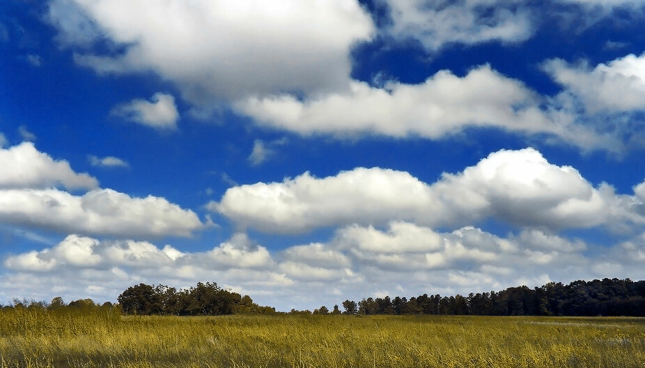 GODVÆRSSKYER: Skyformasjoiner er de sikrteste værtegnene. Disse blomkål-formede skyene betyr at det er varmt og fint vær.