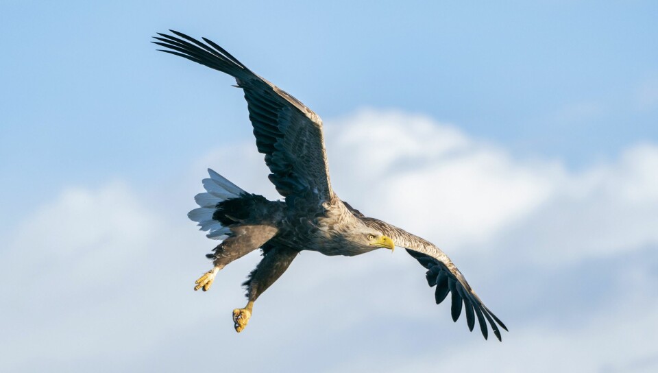 HAVØRNRIKET: Steigen har Norges og en av verdens tetteste bestander av havørn. Rundt 60 hekkende par er registrert her.