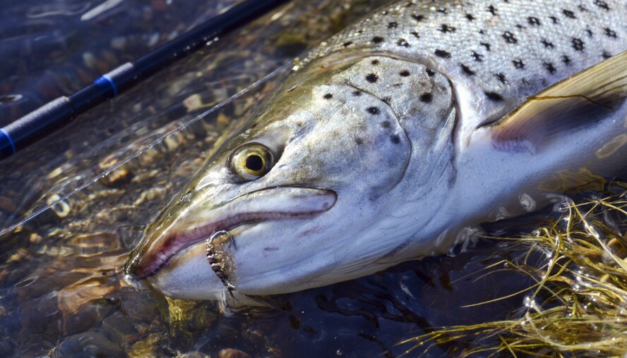 OPPHENGERE: Loppe- og rekeimitasjoner som opphengere kan trigge fisken til hogg.