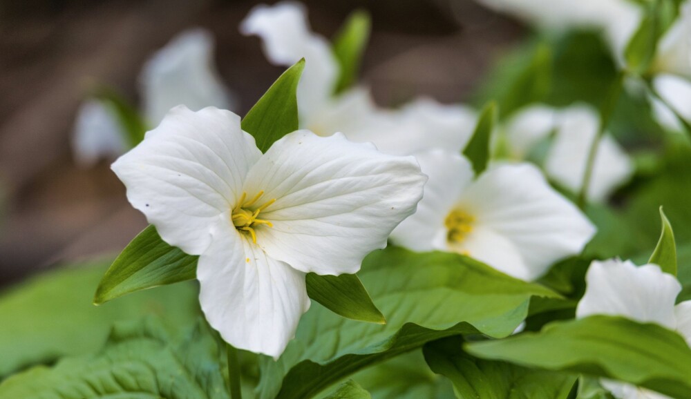 6. Stortreblad / Trillium grandiflorum: En vak­ker vårstaude som blomst­rer med sto­re, hvi­te bloms­ter selv om den står i skyg­gen. Her­lig! Tri­ves best i hu­mus­hol­dig jord, men kan også plan­tes i surjordsbedet. Sor­ten ‘Roseum’ har rosa bloms­ter. Høy­de: 30–40 cm. Blomst­ring: Mai-juni. Her­dig­het: H5