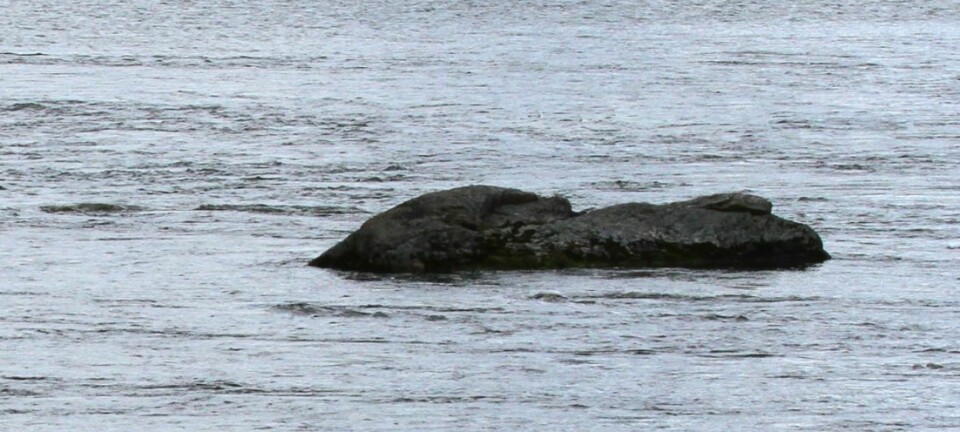 Slik leser du en ørret-elv: Derfor står det trolig fisk ved disse steinene