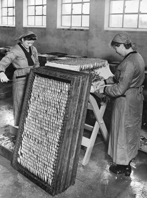 <b>TREDING AV BRISLING:</b> Oppgaven til tredersken var å tre fisken på stålteiner før røyking. Hun kunne kanskje klare 1000 fisk per time, men da tredebordet kom rundt 1905 var rekorden 4000 fisk per time. I 1952 kom helautomatiske tredemaskiner.Foto: Museum Stavanger