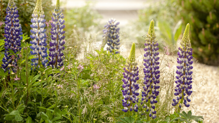 Derfor bør du fjerne den