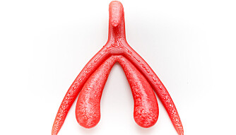 MER ENN DU SER: Denne 3D-fremstillingen av klitoris viser at organet er langt mer enn den lille knotten du ser på utsiden.