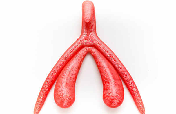 STØRRE ENN MAN TROR: Klitoris er langt mer enn ytre kjønnsorgan. Bildet viser en 3D-modell av klitoris fra Sex og samfunn.