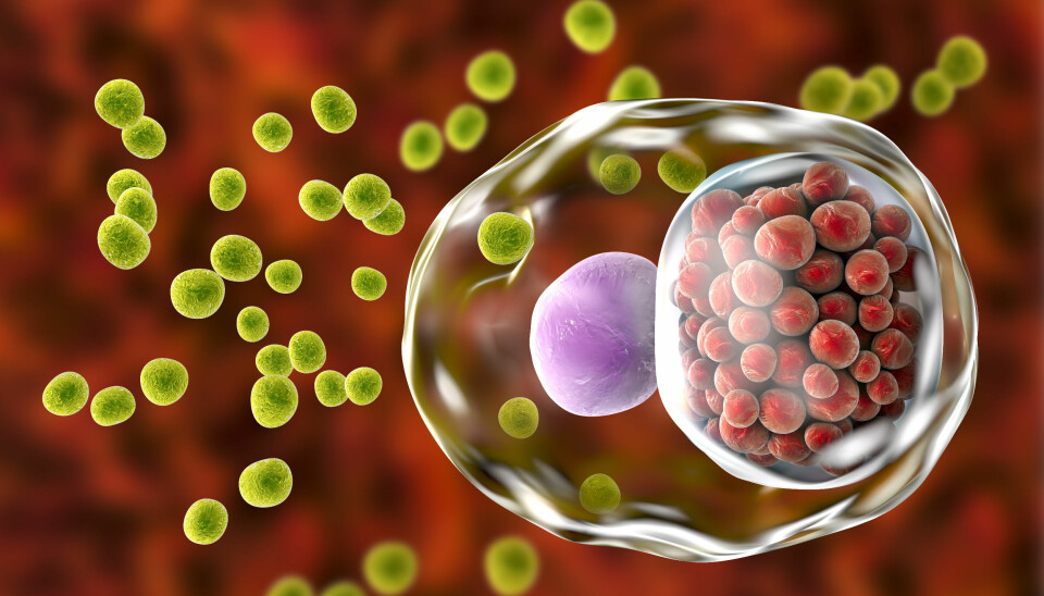 CHLAMYDIA TRACHOMATIS: Denne digitale illustrasjonen fremstiller bakterien Chlamydia trachomatis, som forårsaker den sjeldne kjønnssykdommen LGV.