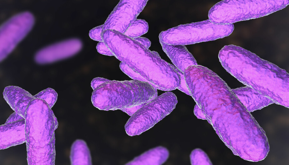 KLEBSIELLA GRANULOMATIS: På denne digitale illustrasjonen sees bakterien Klebsiella granulomatis, som gir infeksjonen granuloma inguinale.