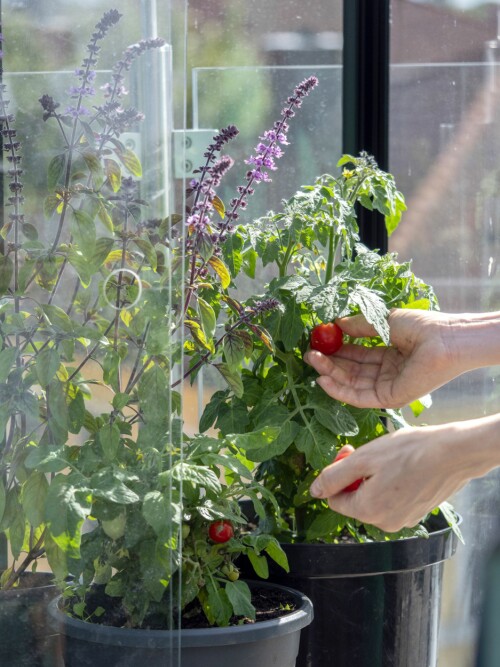KJØKKENHAGE: Anne har laget kjøkkenhage i et hjørne av balkongen. Her dyrker hun blant annet tomater i et lite drivhus.