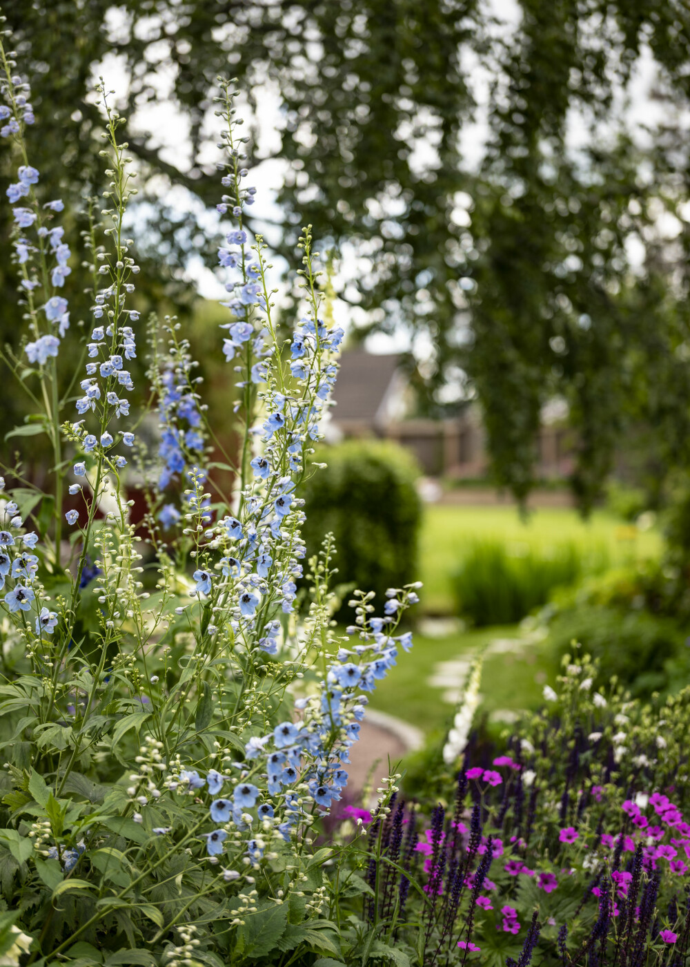 Riddersporer er en klassisk plante i en cottage garden. Andre signaturstauder i Ingeborg og Petters hage er for eksempel revebjeller, lavendel, salvie og marikåpe.
