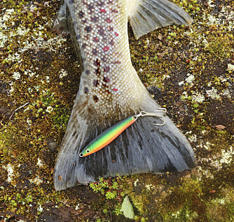 <b>ØREKYTEFARGE:</b> En sildesluk med farge som ei ørekyte kan fiske bra der denne småfisken finnes.