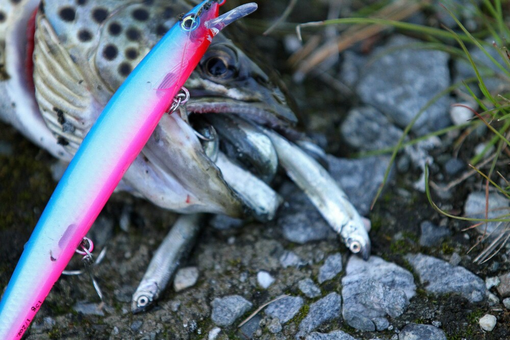 <b>FISKESPISER:</b> Et bevis på at ørreten er en grådig fiskespiser. Her lot den seg likevel friste av en wobbler med fristende kroppsform og farge.