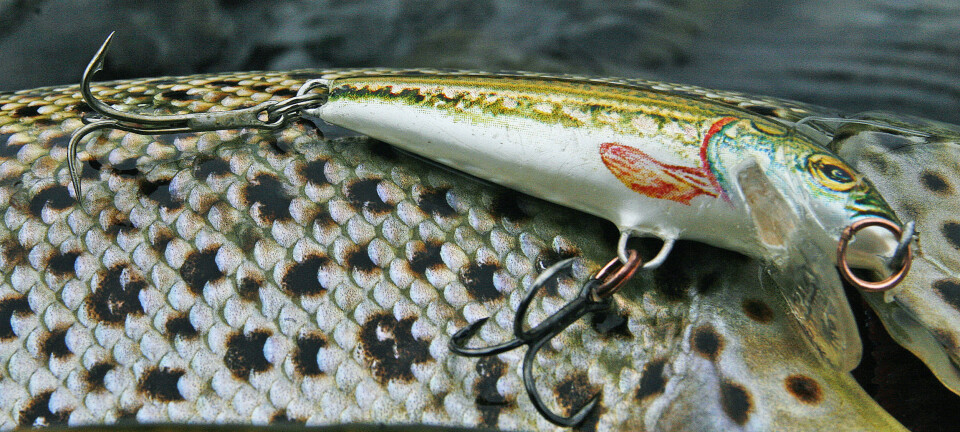 Ørretskole: – Alt ligger til rette for at wobbleren burde være førstevalget for mange ørretfiskere