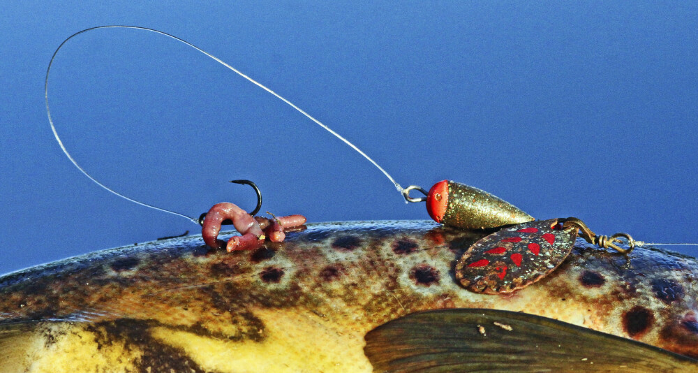 <b>MED MARK:</b> Også spinnere kan med hell fiskes med meitemark! Den brukes som lokkemiddel på en krok med fortom, som erstatning for den påmonterte kroken.